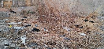 LEM: Moradores encontram mais de 20 galinhas mortas em lote no Parque So Jos