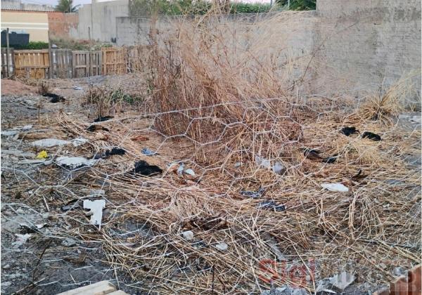 LEM: Moradores encontram mais de 20 galinhas mortas em lote no Parque So Jos